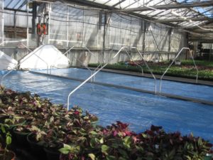 Nappes chauffantes pour utilisation horticole. // Heated tablecloths for horticultural use.